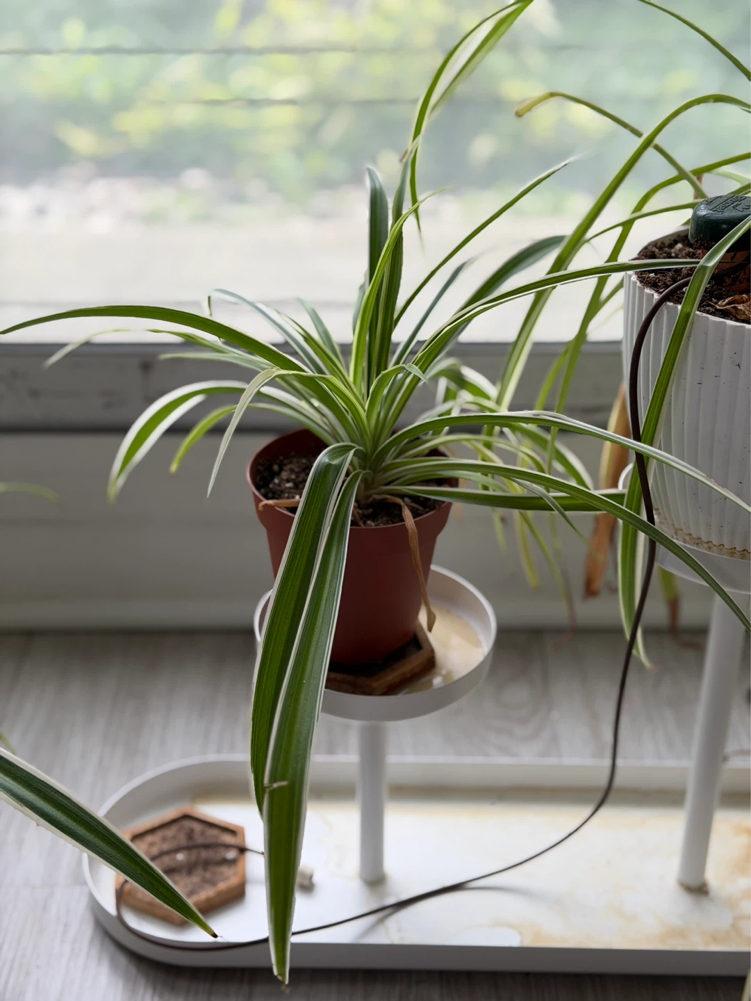 Healthy Small Spider Plants - about 3 inches - photo 2