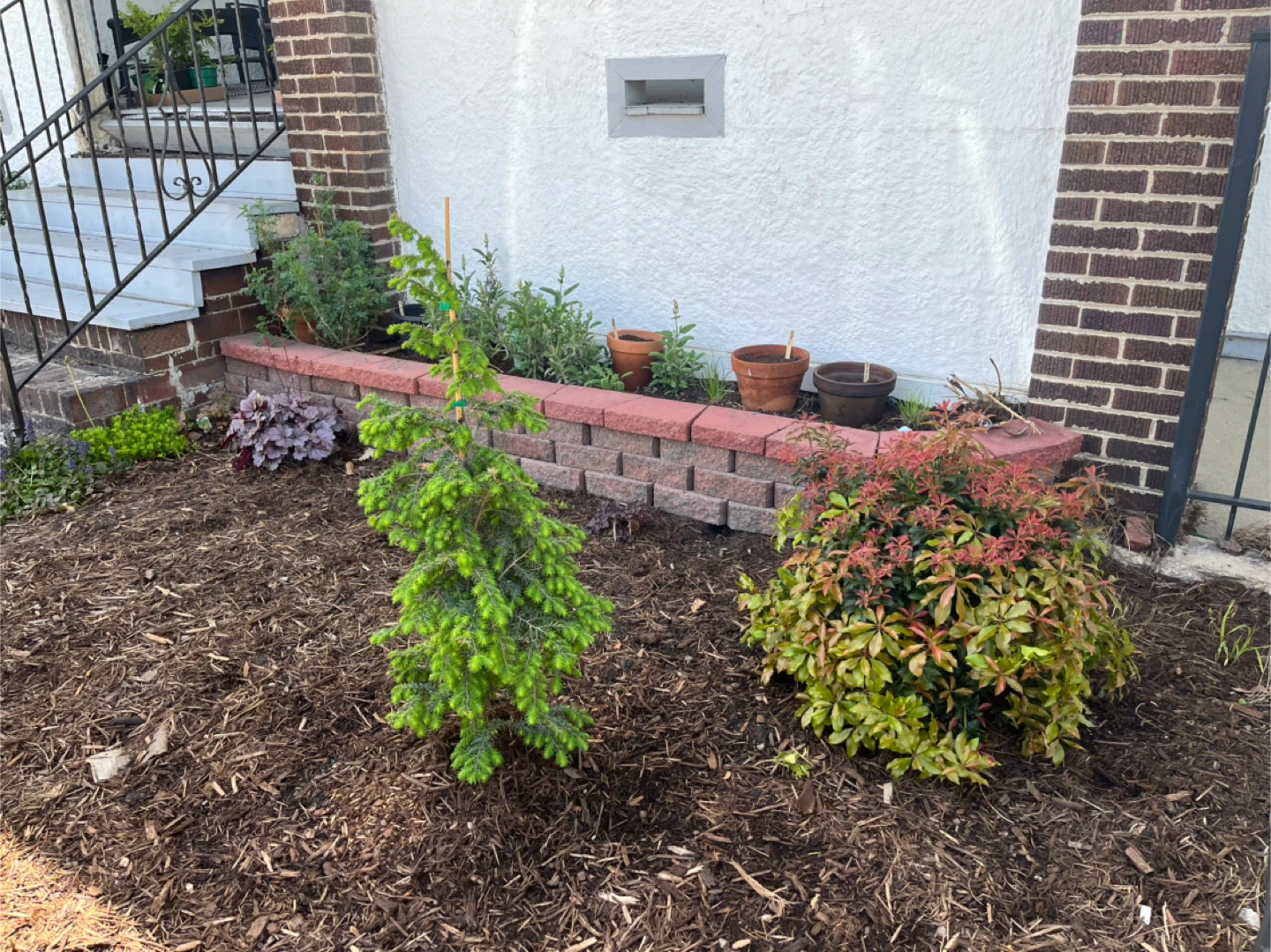 Free! Eastern Hemlock Tree - photo 2