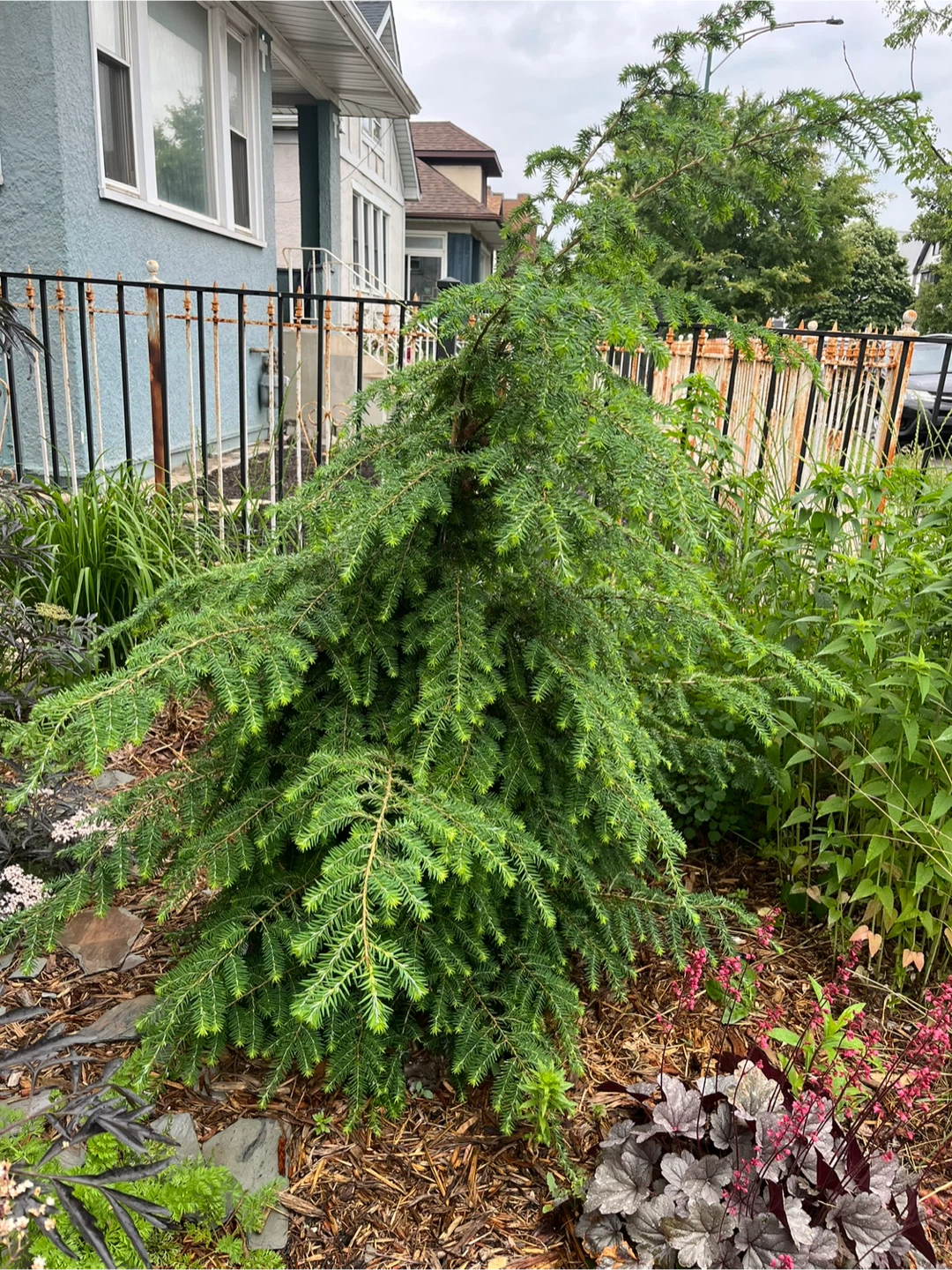 Free! Eastern Hemlock Tree