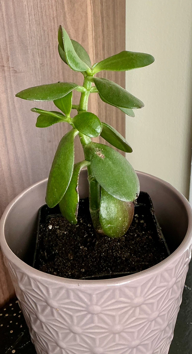 Jade Plant in 5” Decorative Pot - photo 3