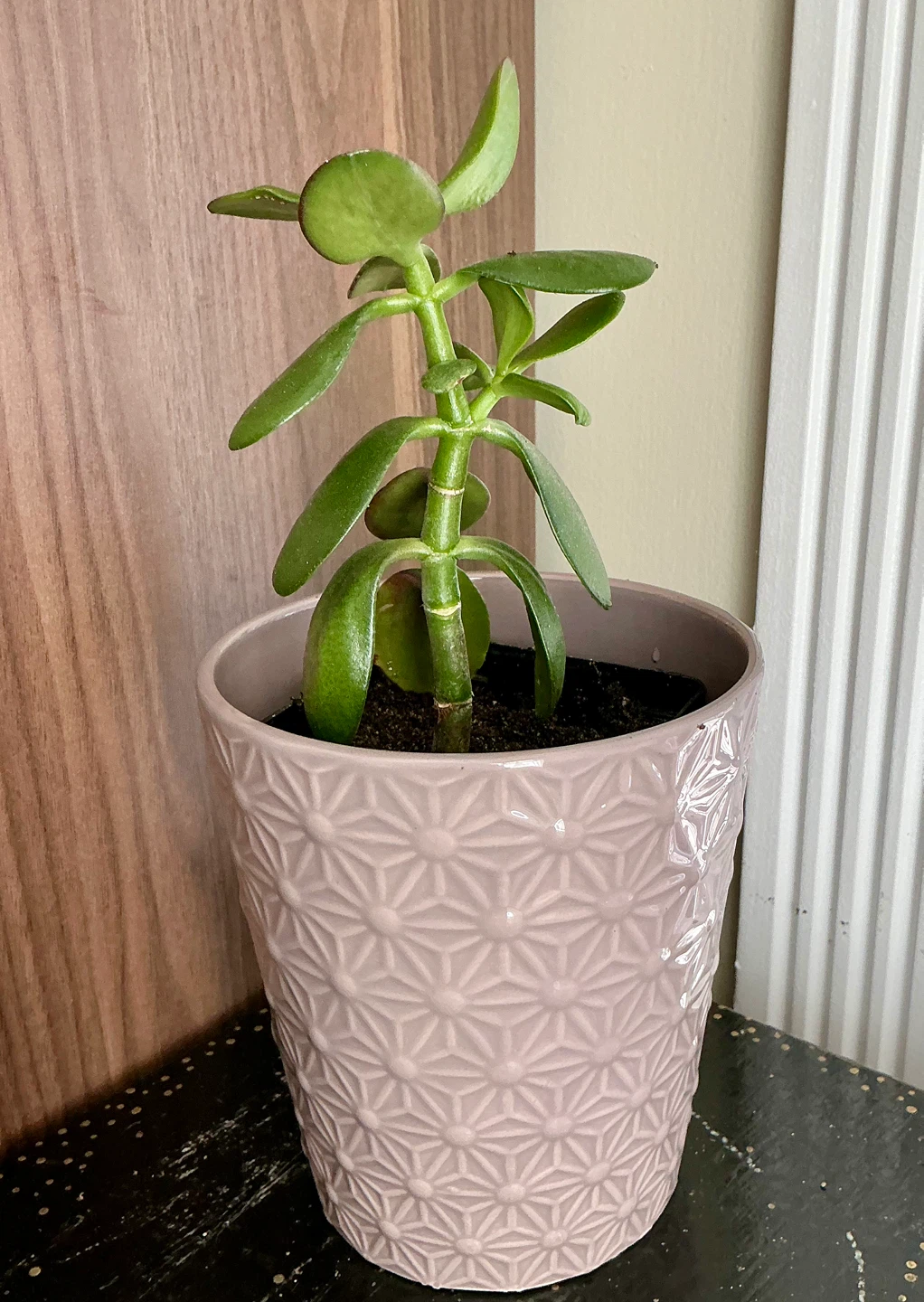 Jade Plant in 5” Decorative Pot - photo 2