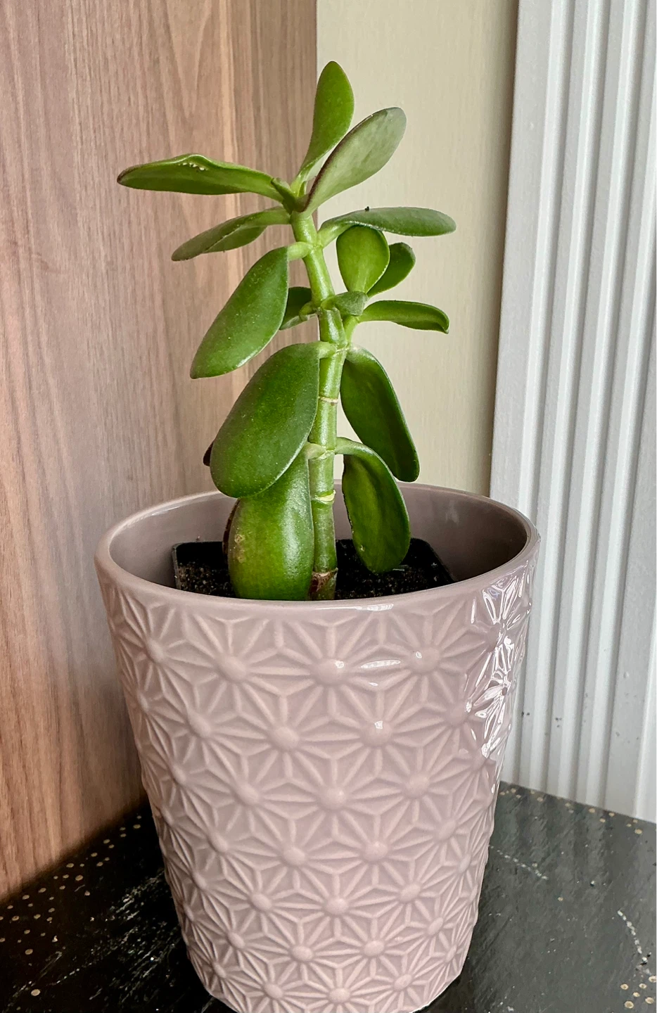 Jade Plant in 5” Decorative Pot