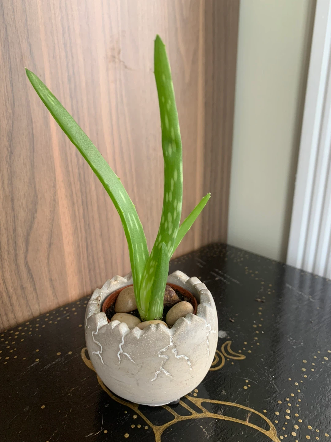 Aloe Vera Plant in 2” Decorative Pot