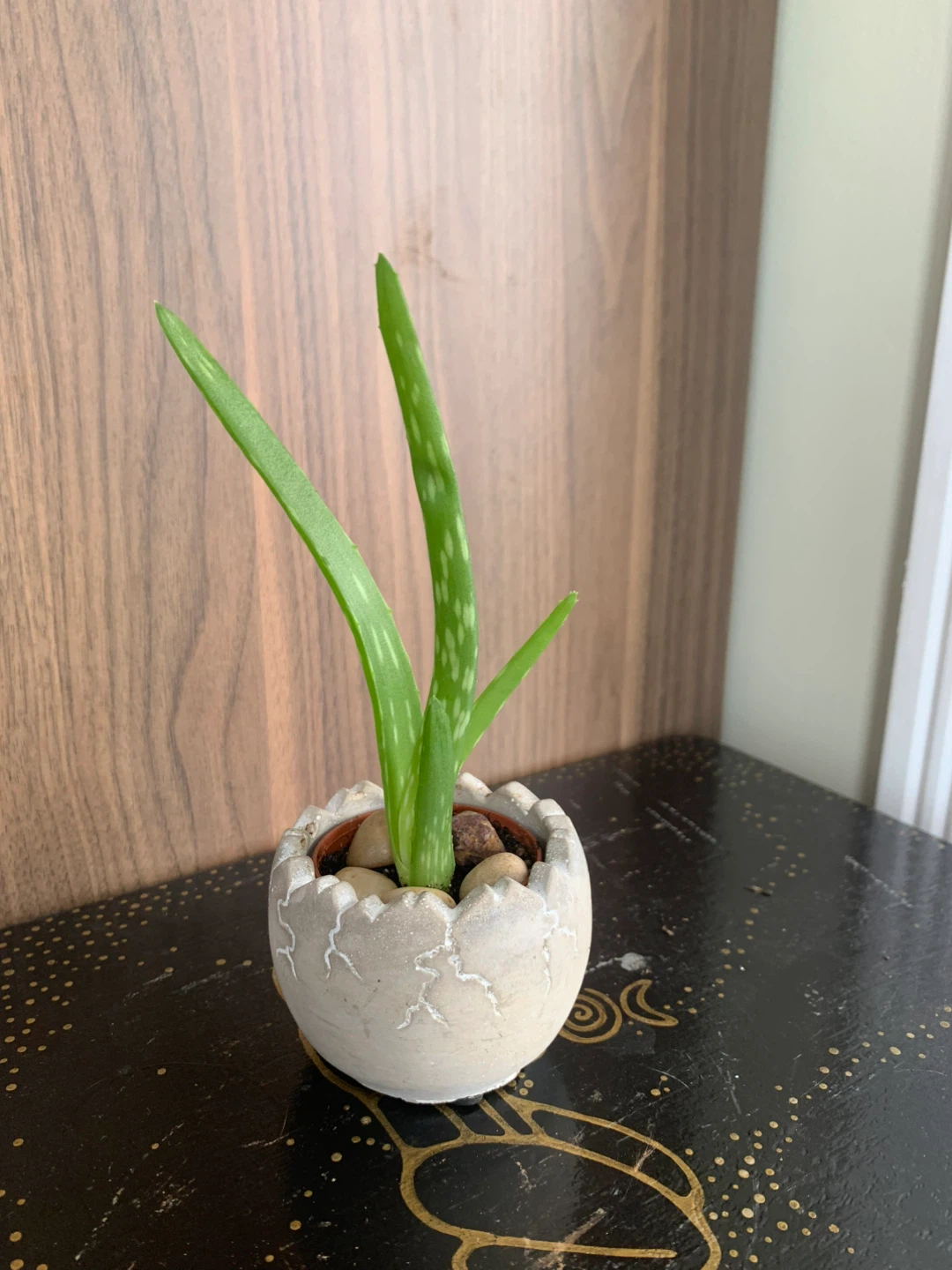 Aloe Vera Plant in 2” Decorative Pot - photo 2