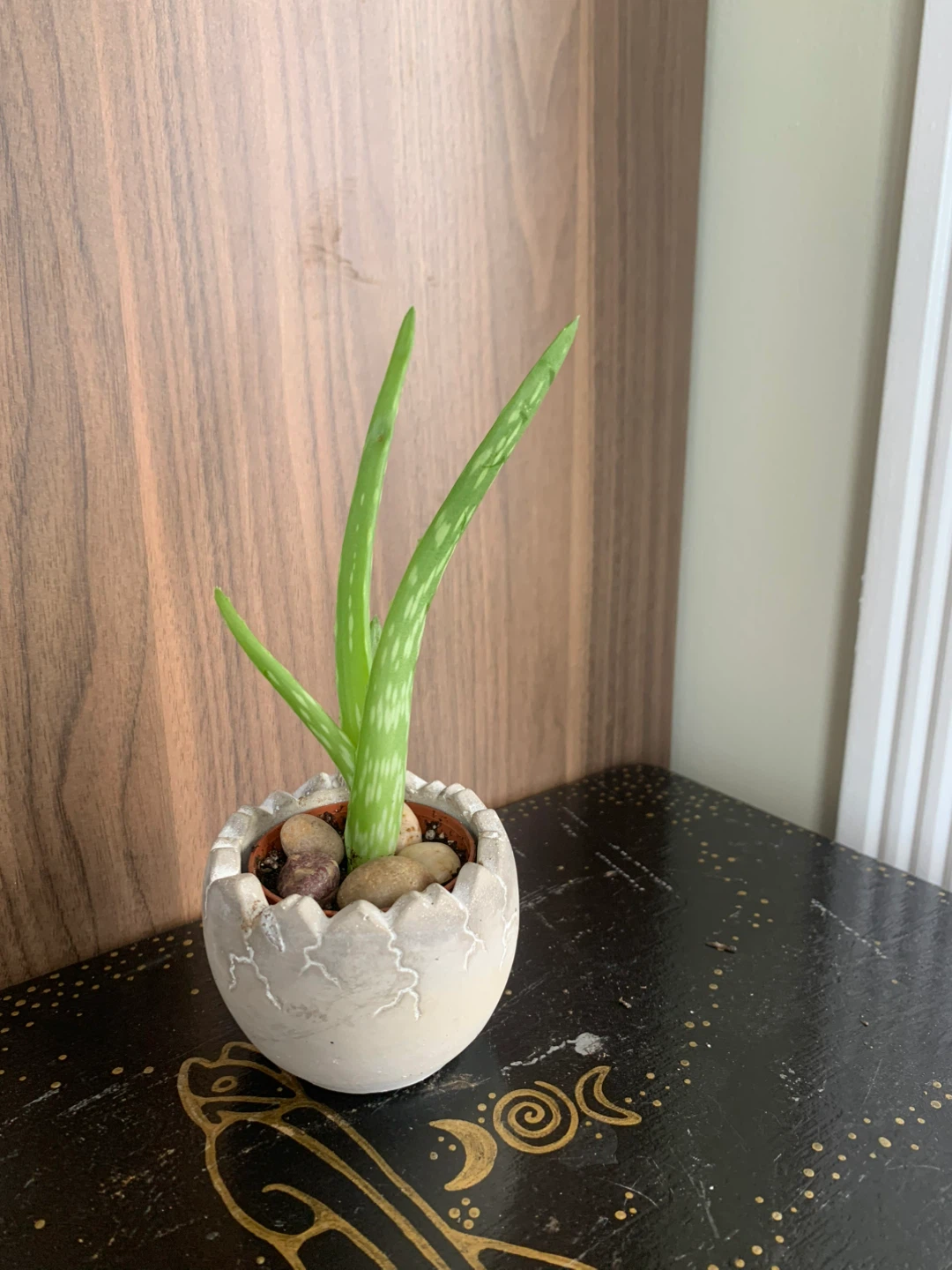 Aloe Vera Plant in 2” Decorative Pot - photo 3