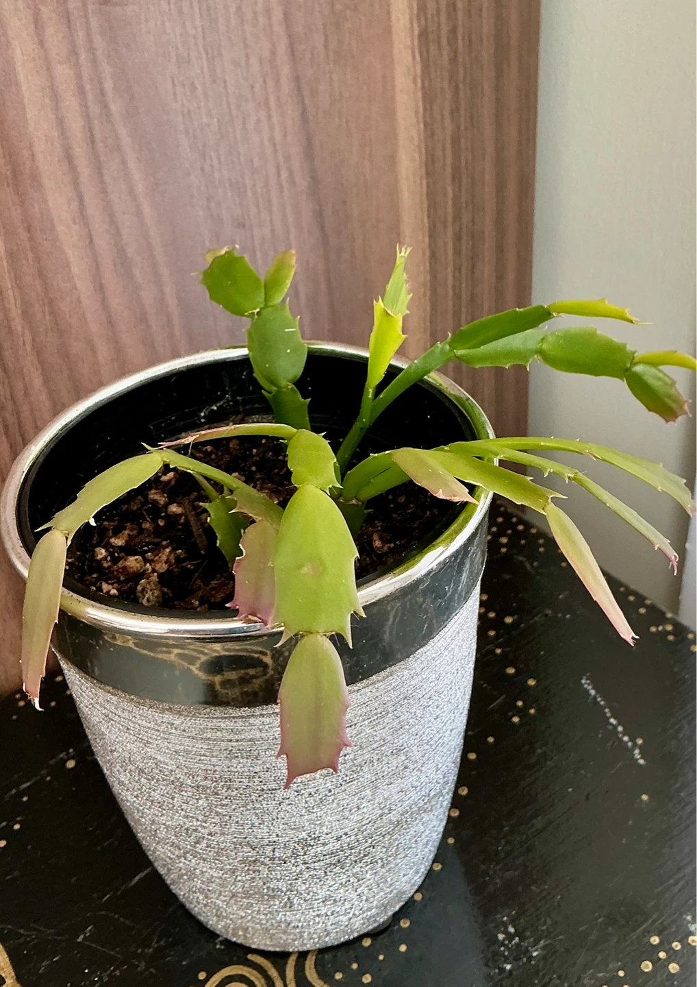Thanksgiving Cactus Plant in 5” Decorative Pot - photo 2