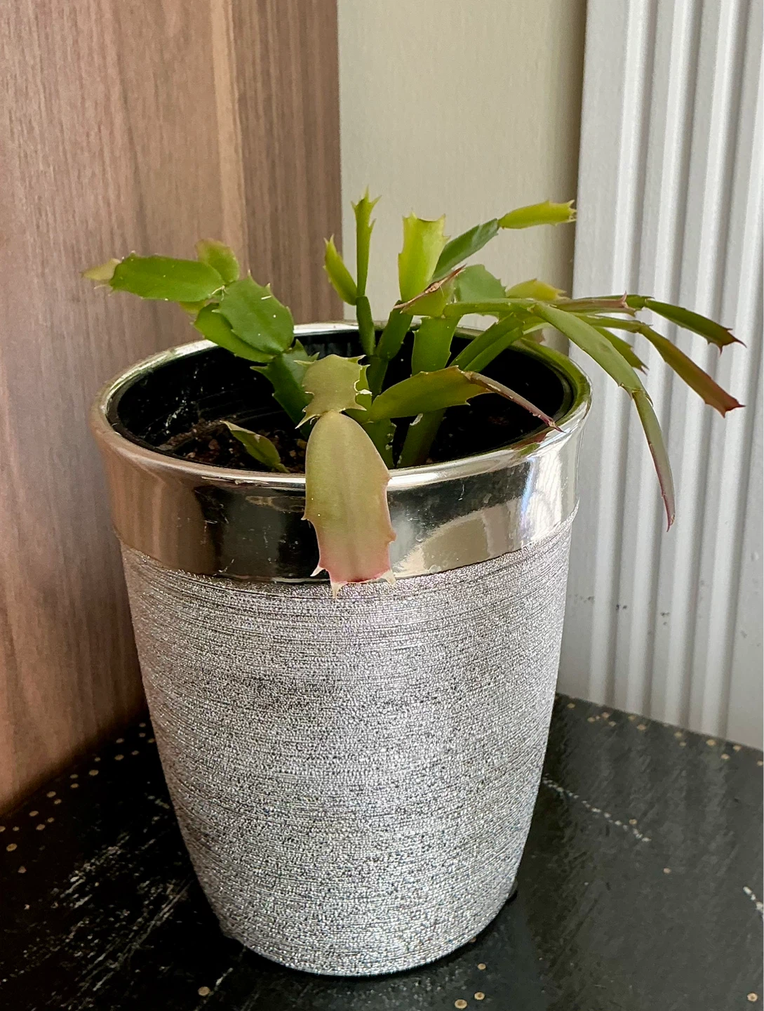 Thanksgiving Cactus Plant in 5” Decorative Pot