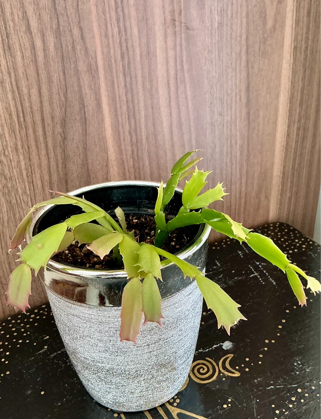 Thanksgiving Cactus Plant in 5” Decorative Pot - photo 3