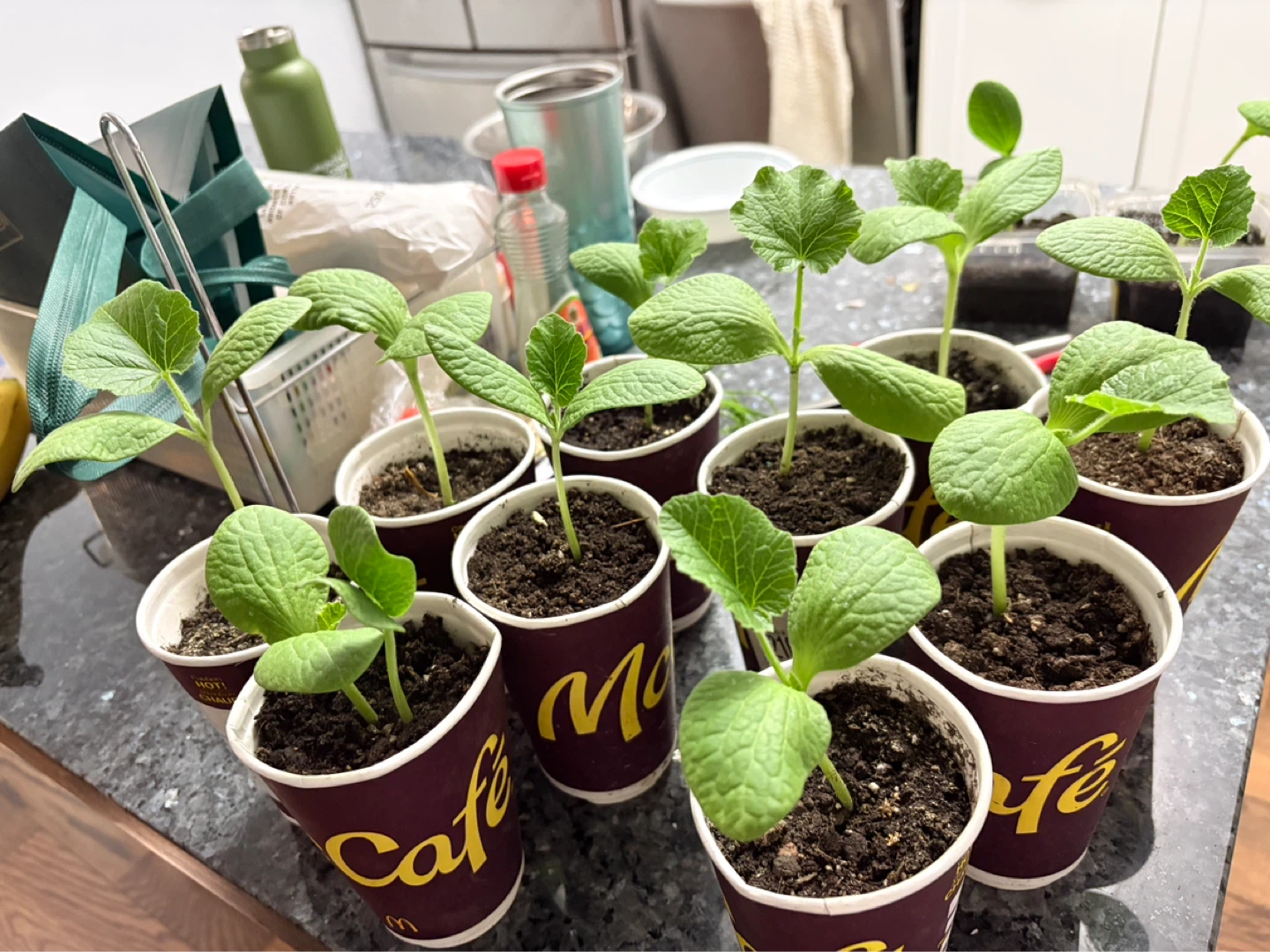 Pumpkin Seedlings