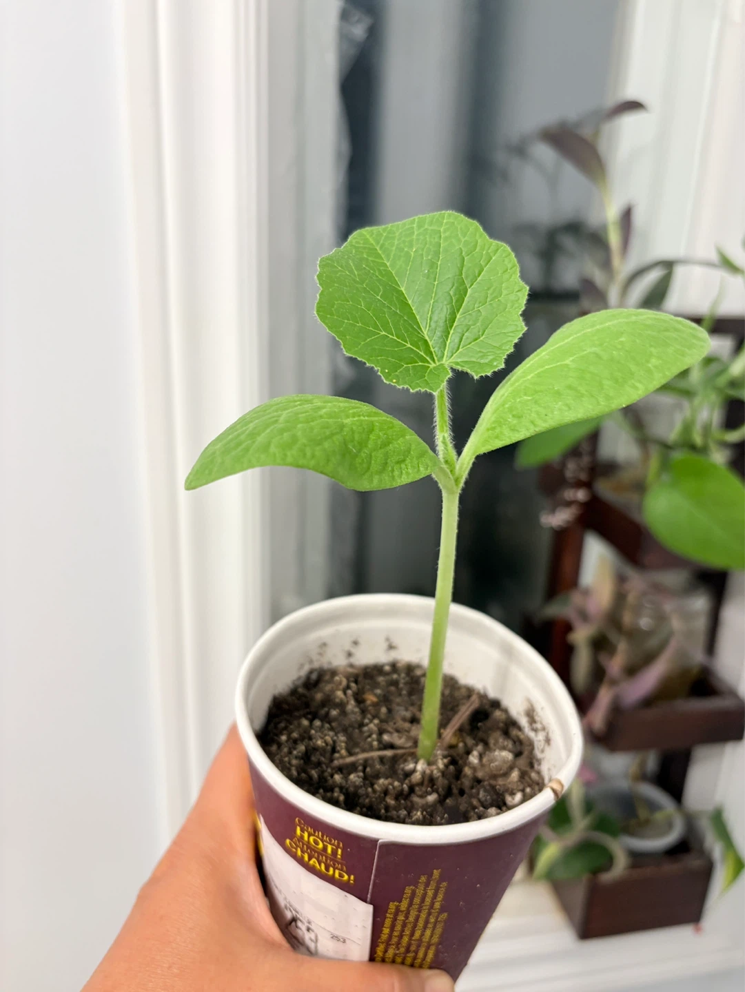 Pumpkin Seedlings - photo 2
