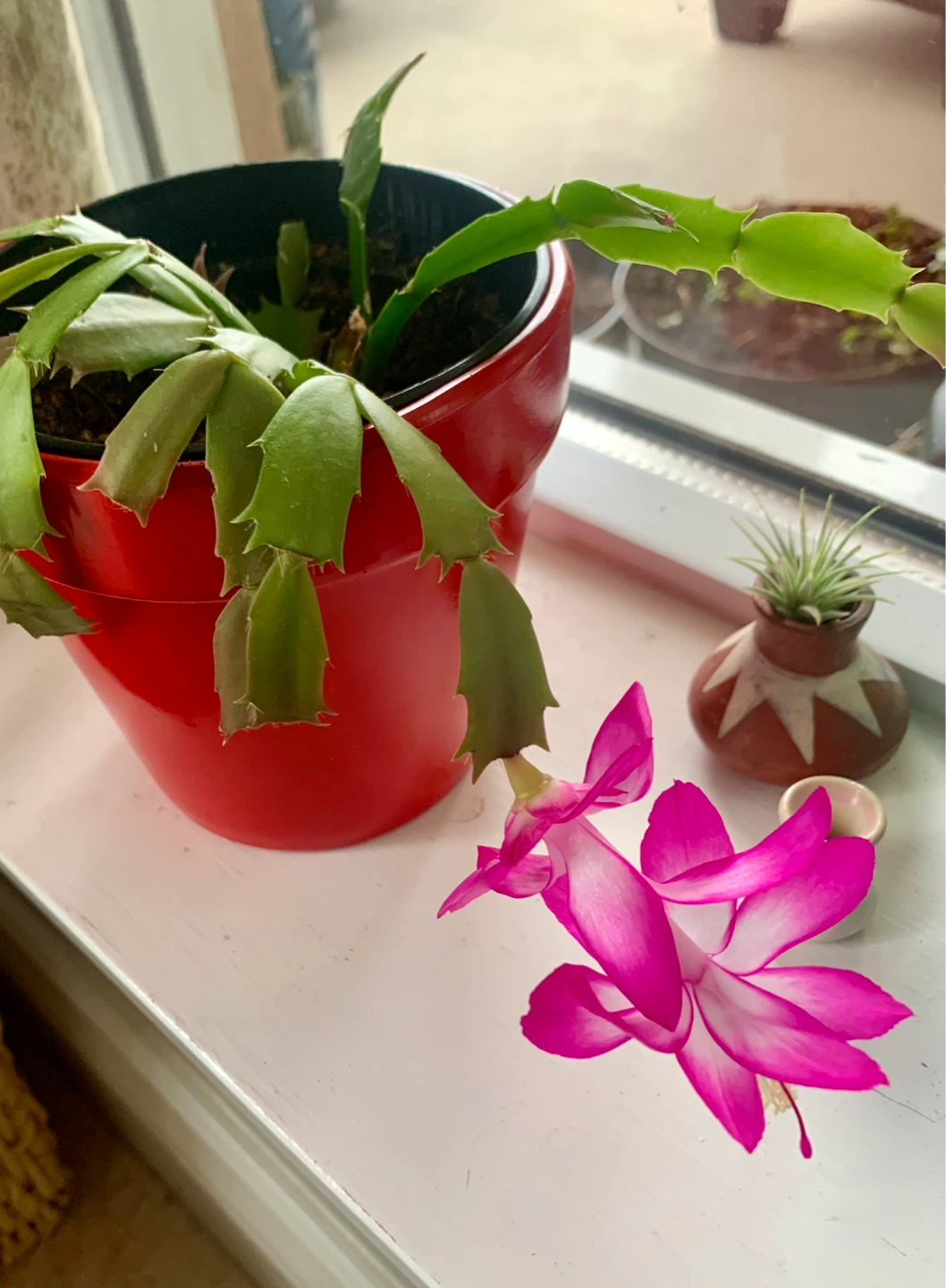 Thanksgiving Cactus Plant in 5” Decorative Pot - photo 4