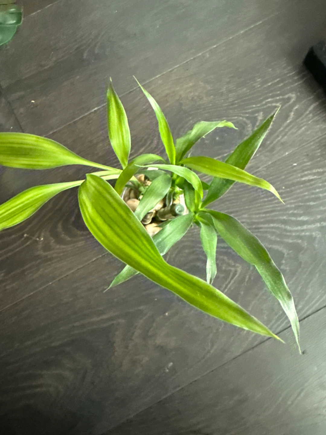 Lucky Bamboo Plant in Decorative Glass Vase - photo 2