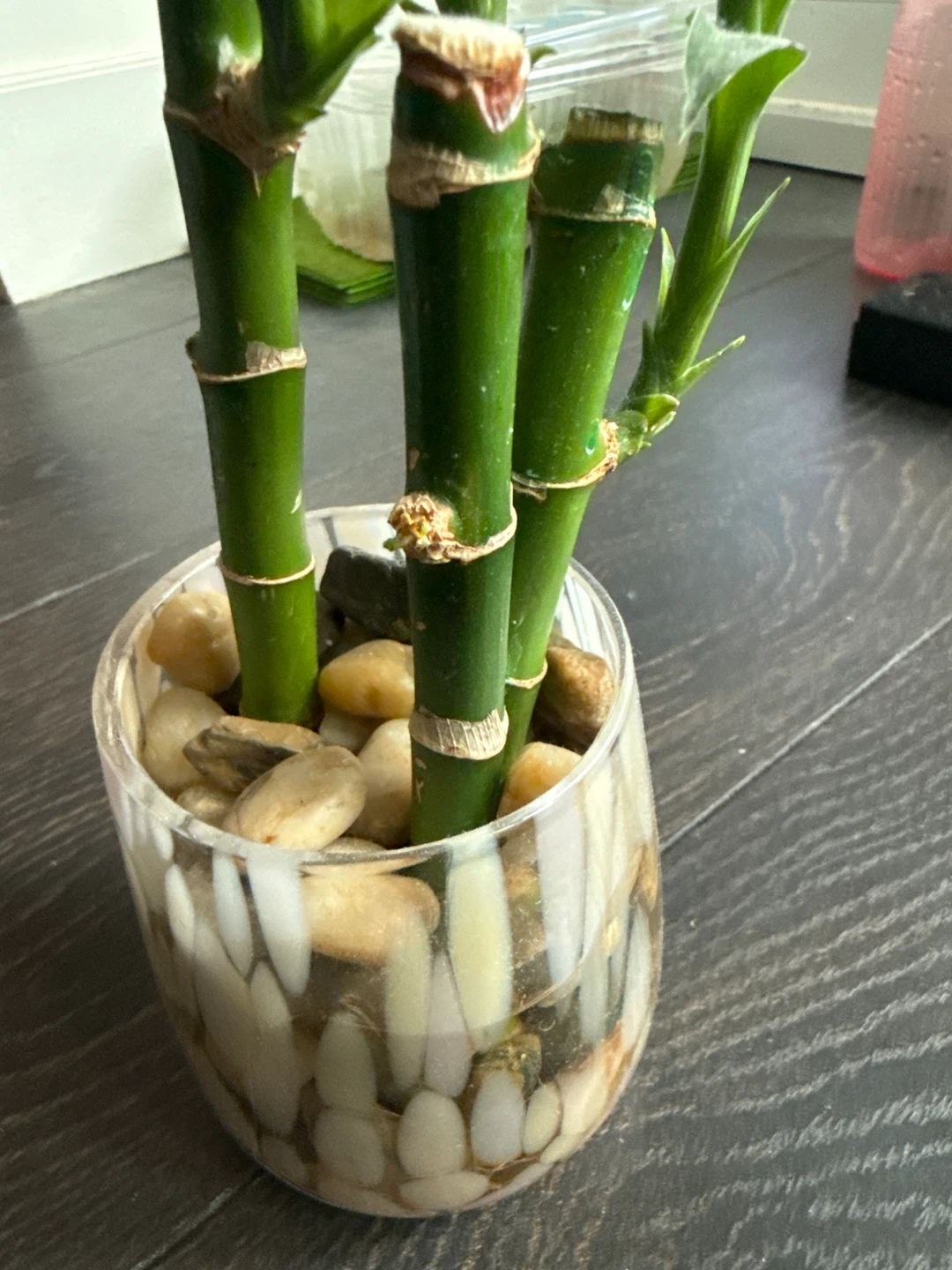 Lucky Bamboo Plant in Decorative Glass Vase - photo 3