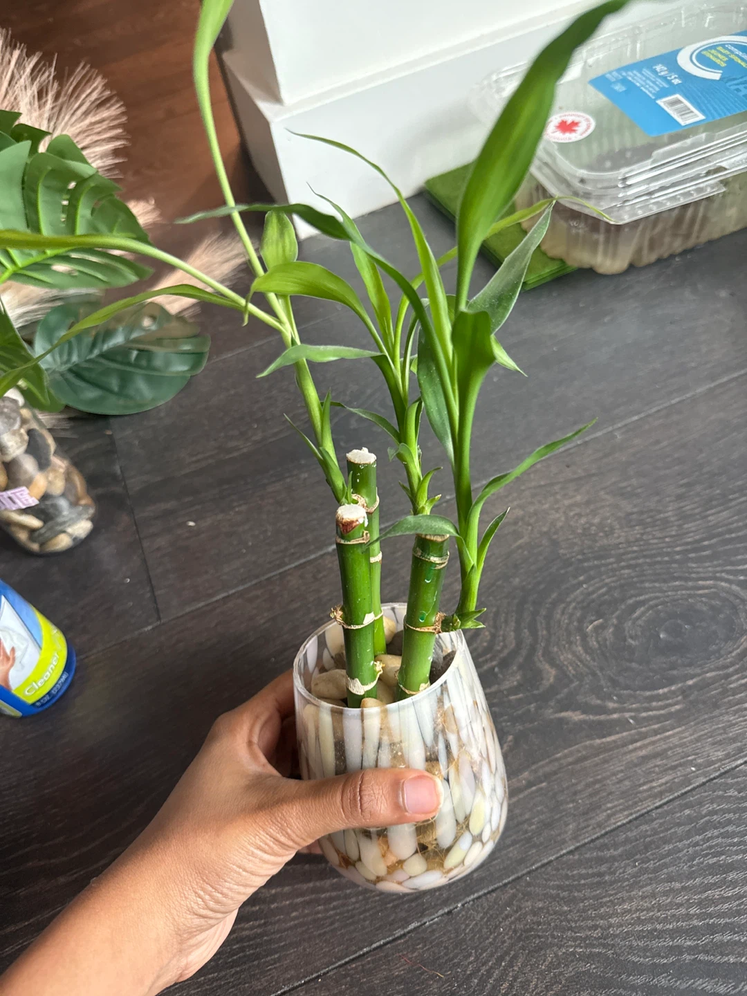 Lucky Bamboo Plant in Decorative Glass Vase