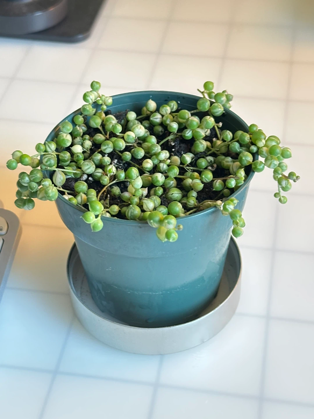 String of Pearls Variegata (Senecio Marble) Plant - photo 2