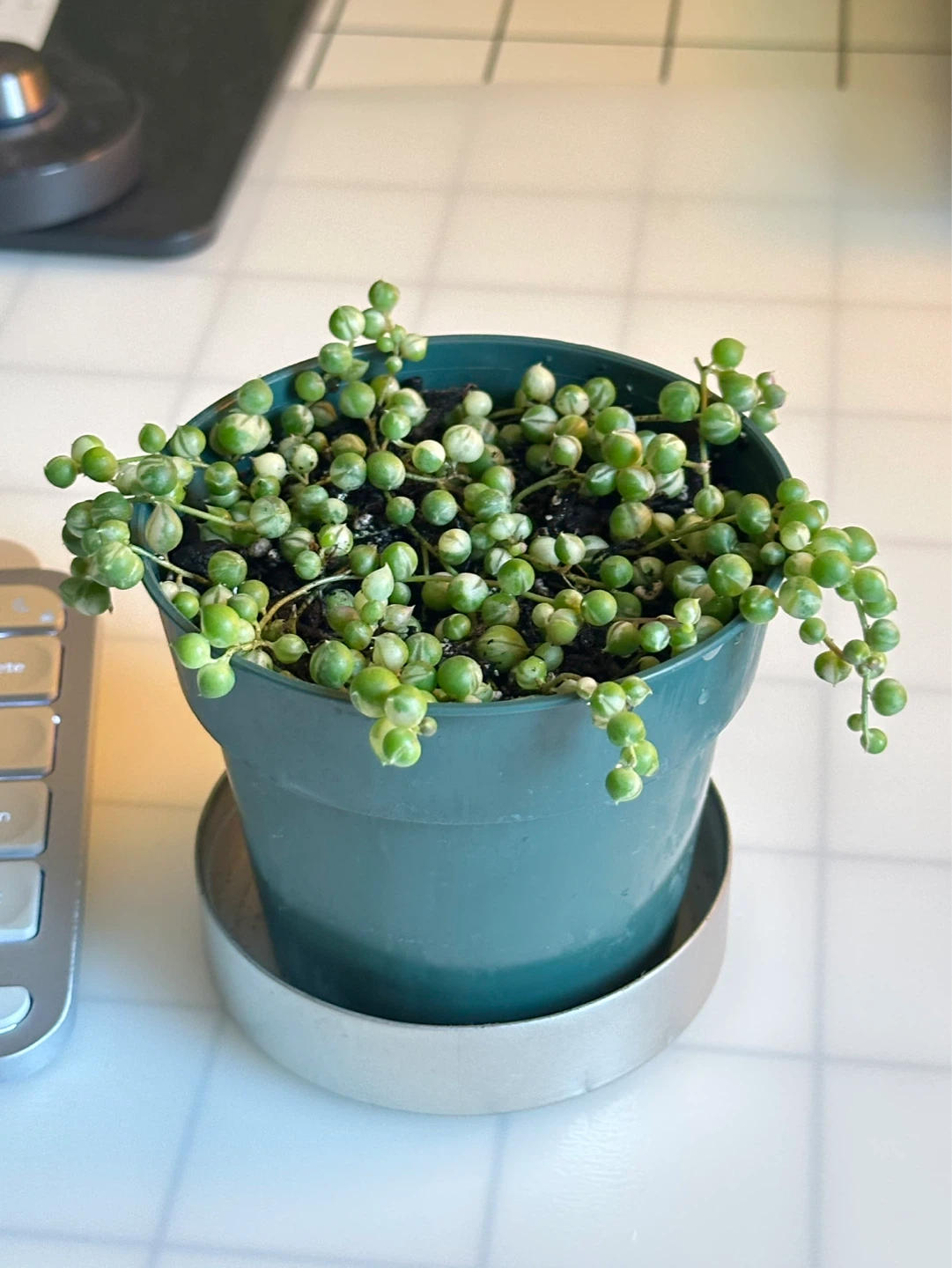 String of Pearls Variegata (Senecio Marble) Plant - photo 3