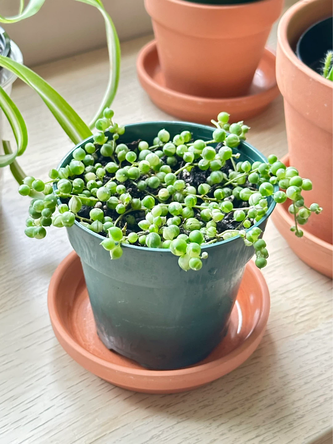 String of Pearls Variegata (Senecio Marble) Plant