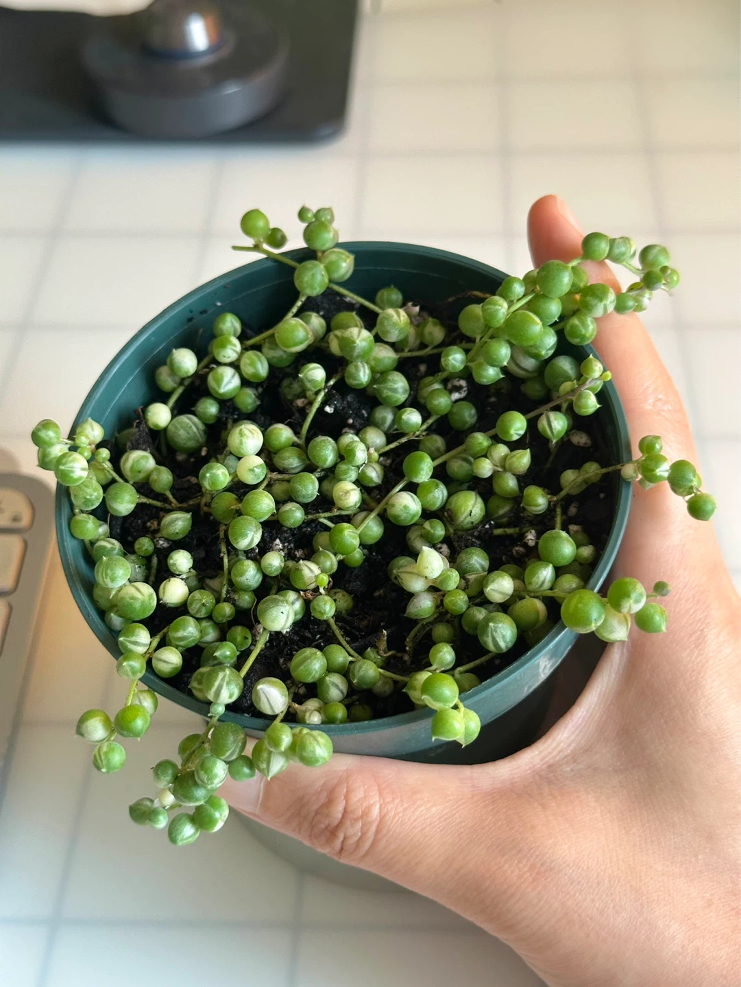 String of Pearls Variegata (Senecio Marble) Plant - photo 4