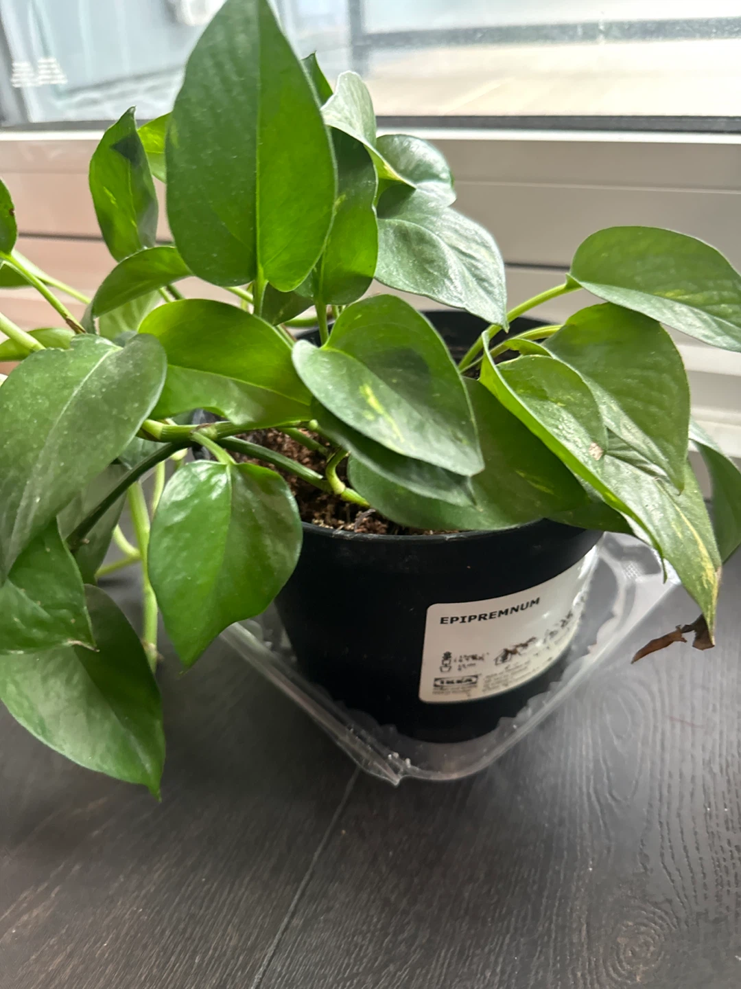 Epipremnum Plant in Black Pot
