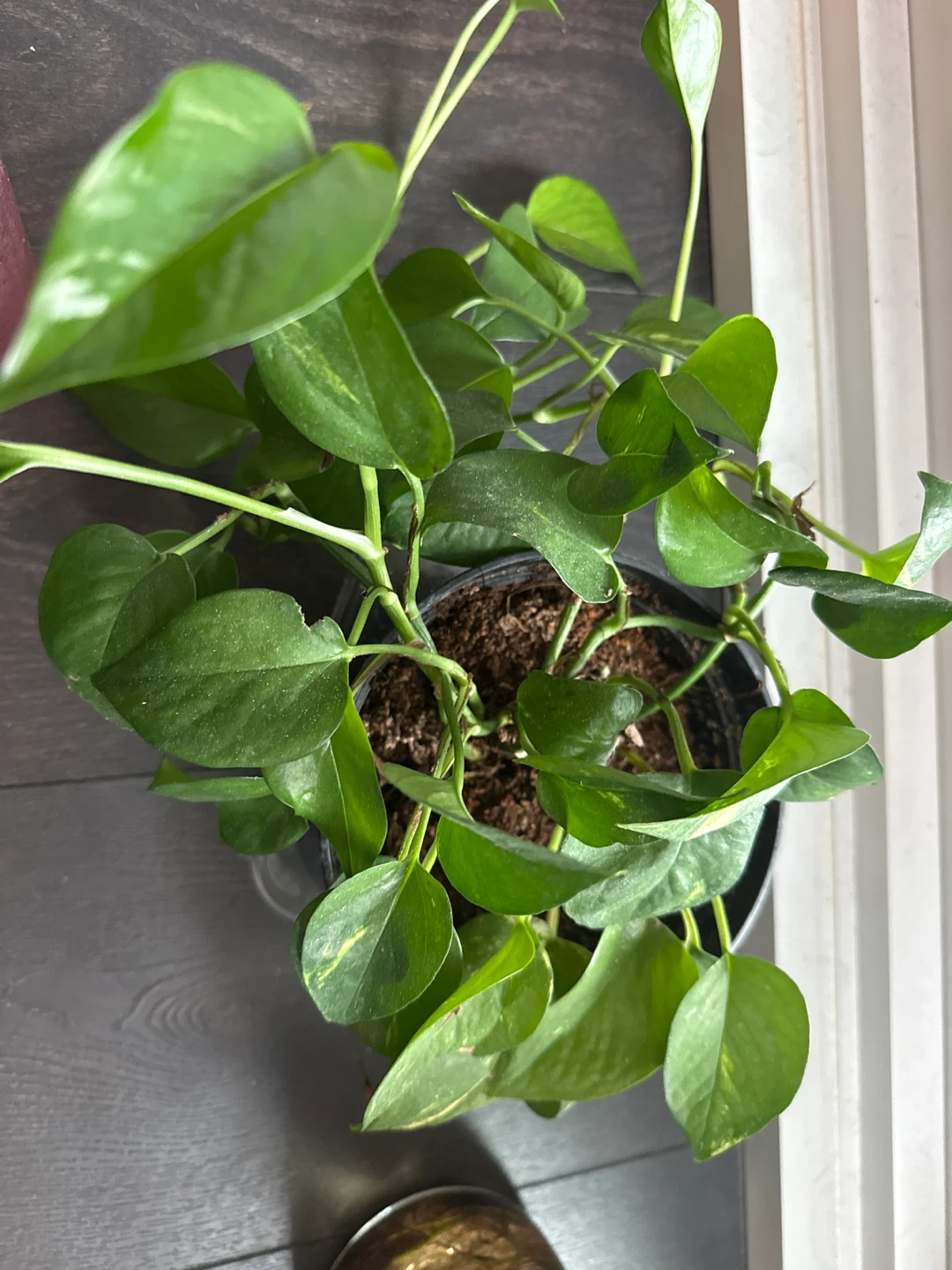 Epipremnum Plant in Black Pot - photo 2