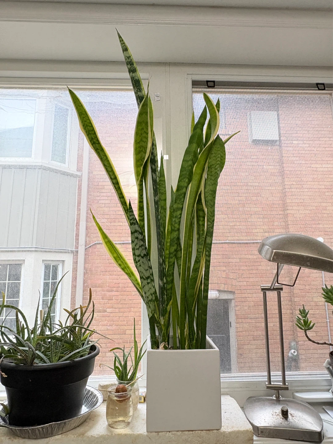 Tall mixed Snake Plant in White Square Pot