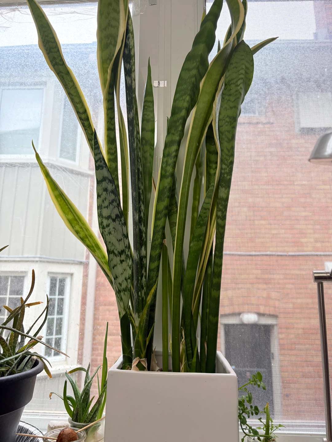 Tall mixed Snake Plant in White Square Pot - photo 2