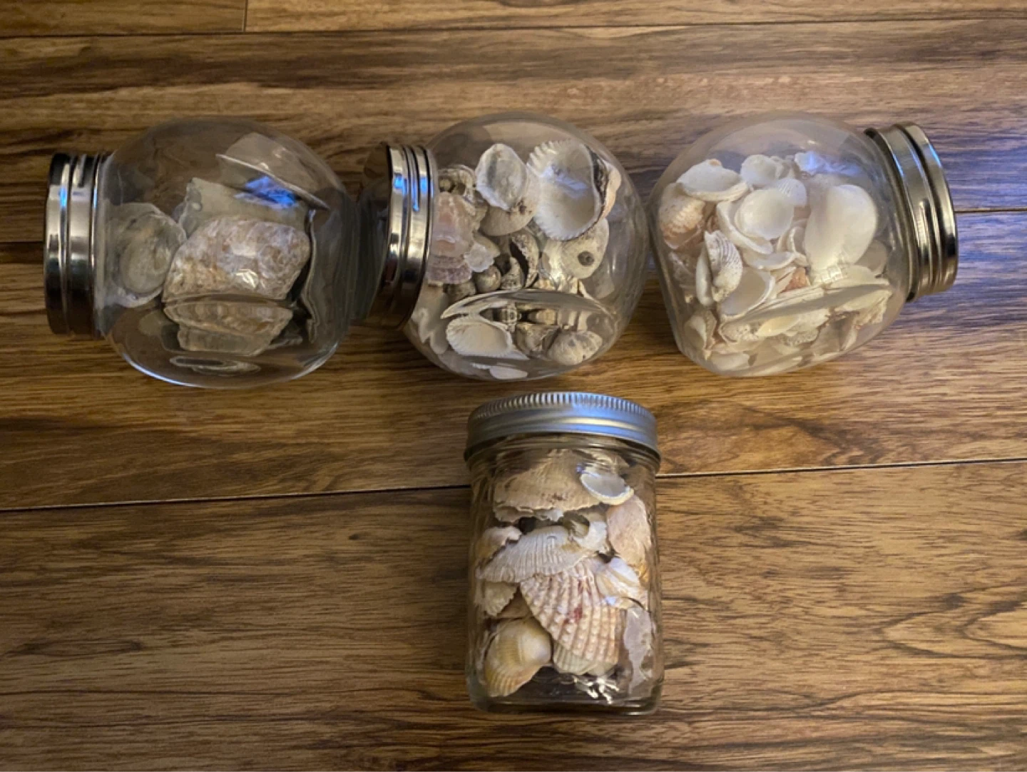 Assorted Seashells in Glass Jars (Set of 3 Large, 1 Small)