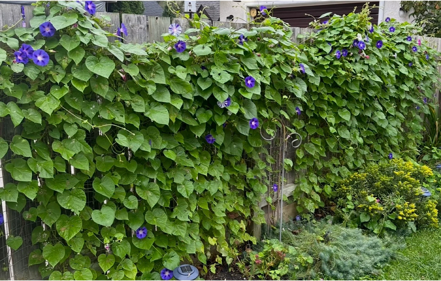Morning Glory Seedlings - $3/cup - photo 3