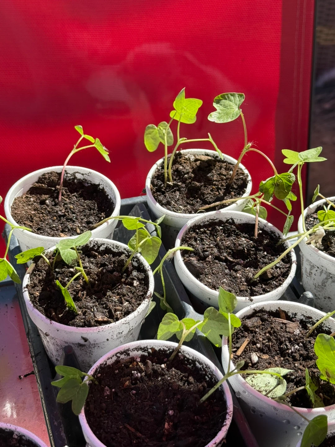 Morning Glory Seedlings - $3/cup