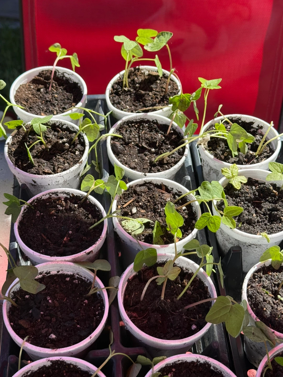 Morning Glory Seedlings - $3/cup - photo 2