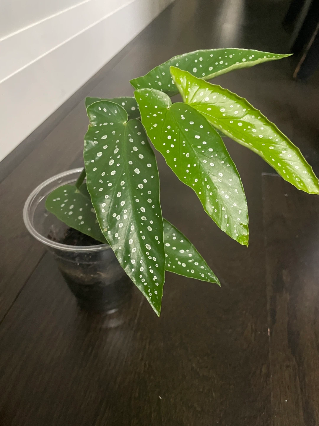 Healthy Begonia Tamaya Plant - photo 2