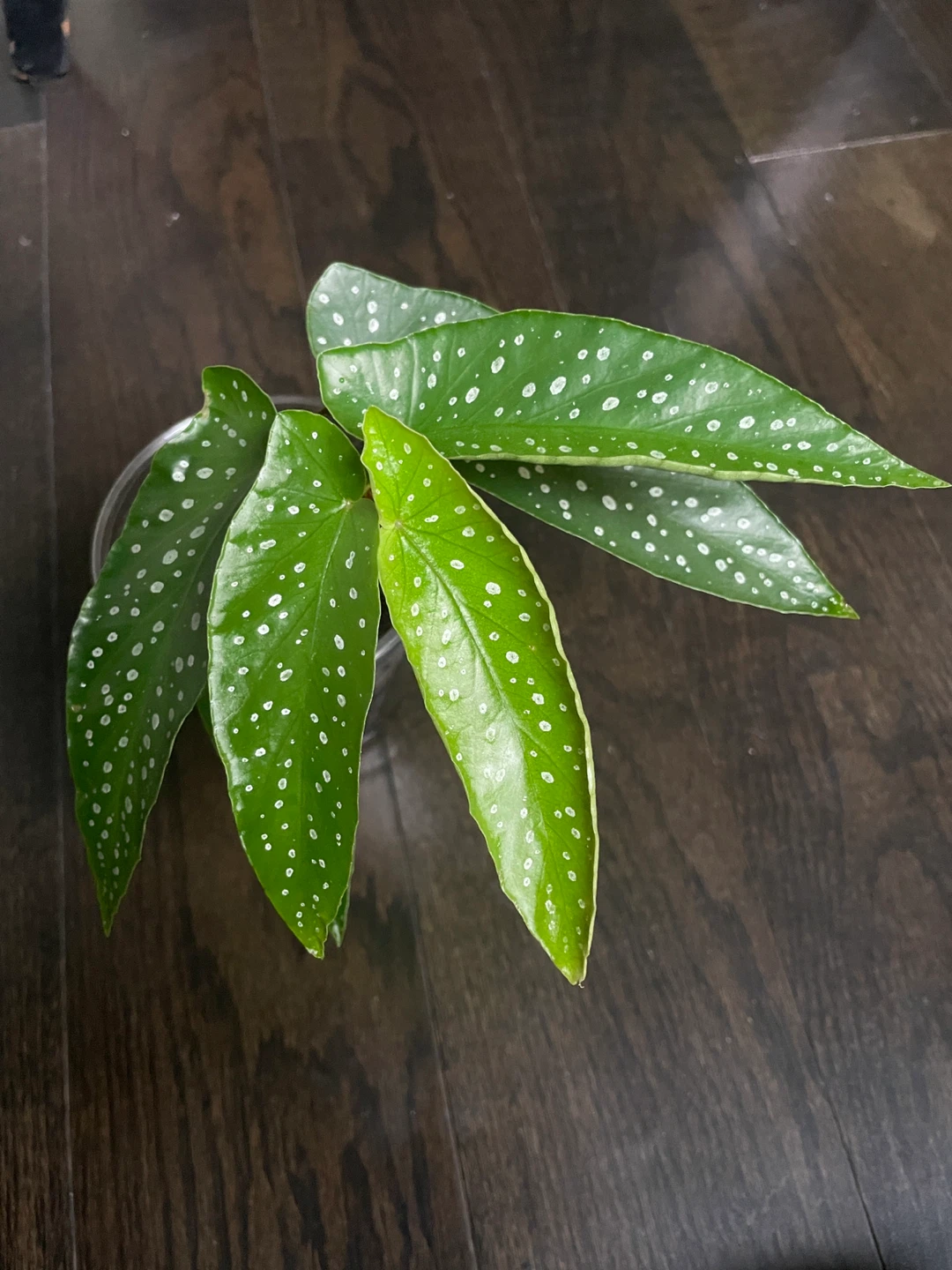 Healthy Begonia Tamaya Plant