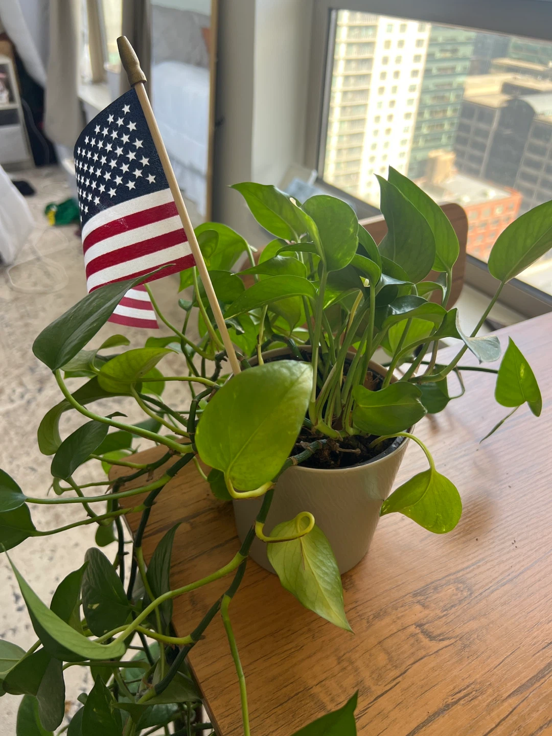 Pothos Plant with American Flag - photo 3