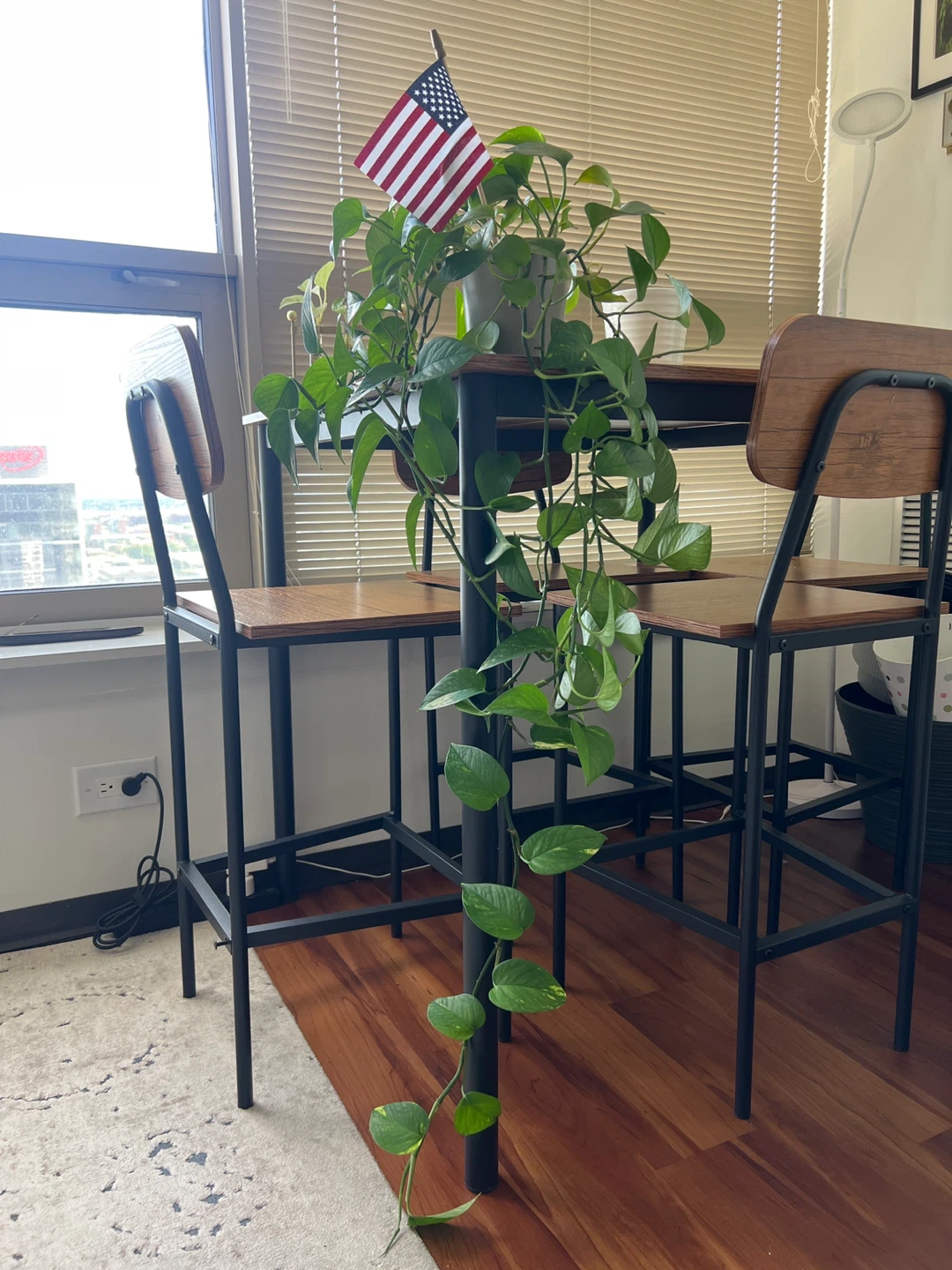 Pothos Plant with American Flag