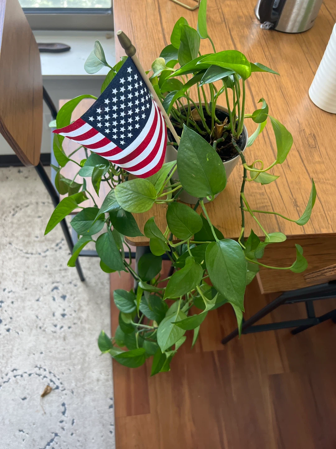 Pothos Plant with American Flag - photo 2