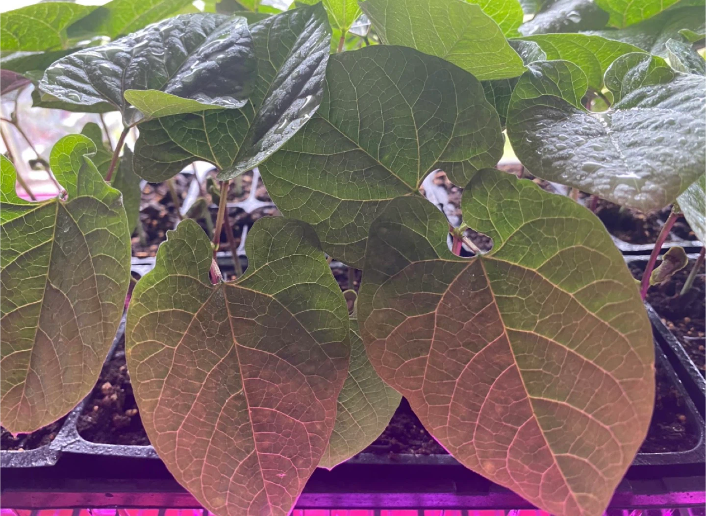 Flat bean seedlings - ready to plant! - photo 2