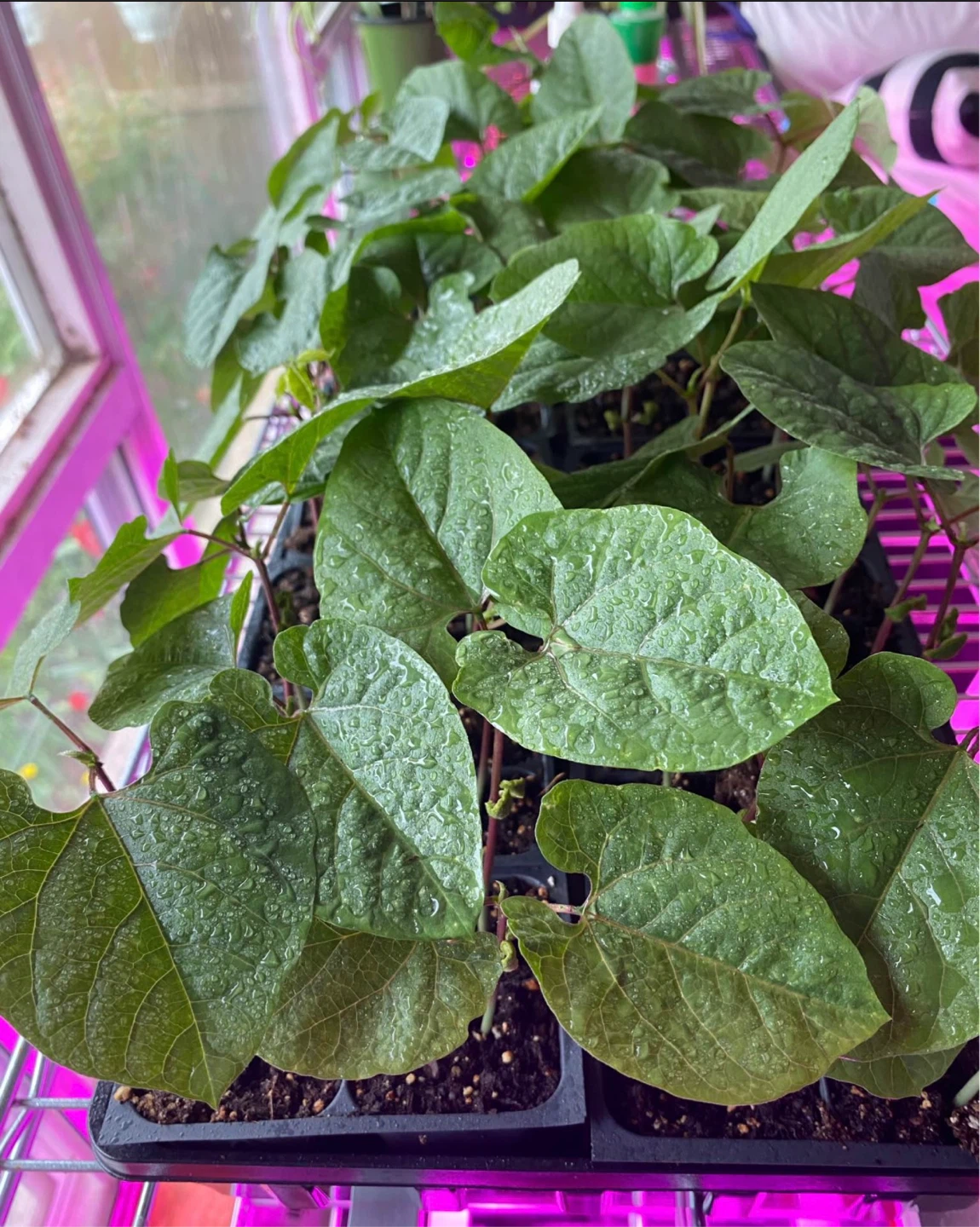 Flat bean seedlings - ready to plant! - photo 3