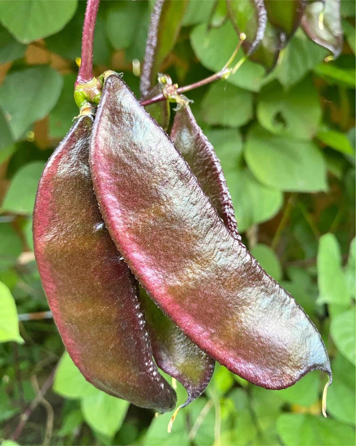 Flat bean seedlings - ready to plant! - photo 4