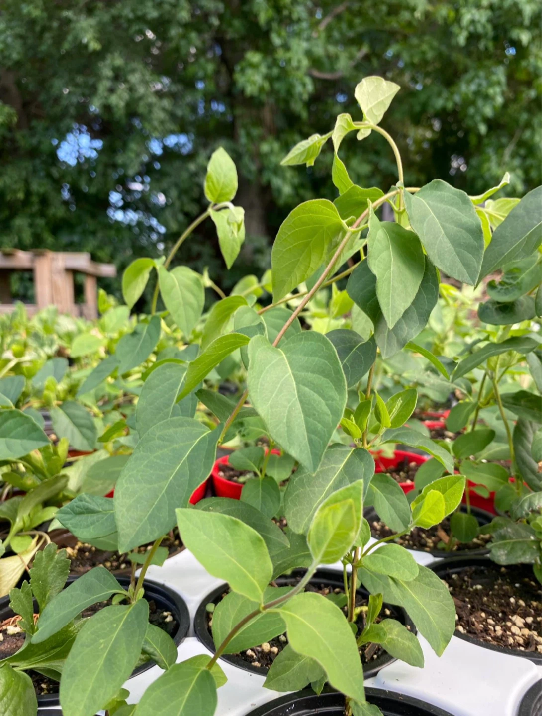 Japanese Honeysuckle Plant 🤍💛 - photo 3