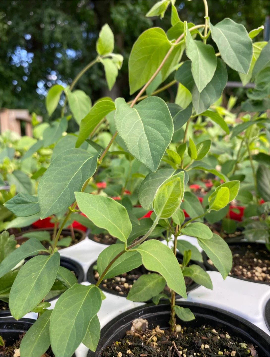 Japanese Honeysuckle Plant 🤍💛 - photo 4