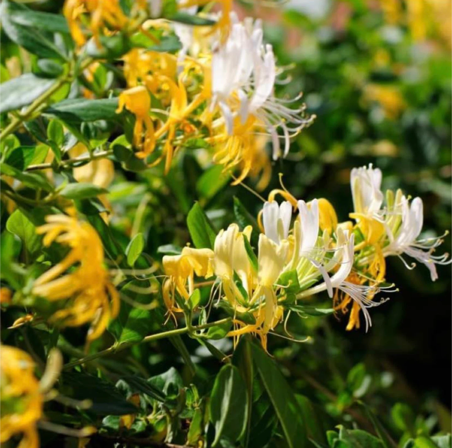 Japanese Honeysuckle Plant 🤍💛 - photo 2