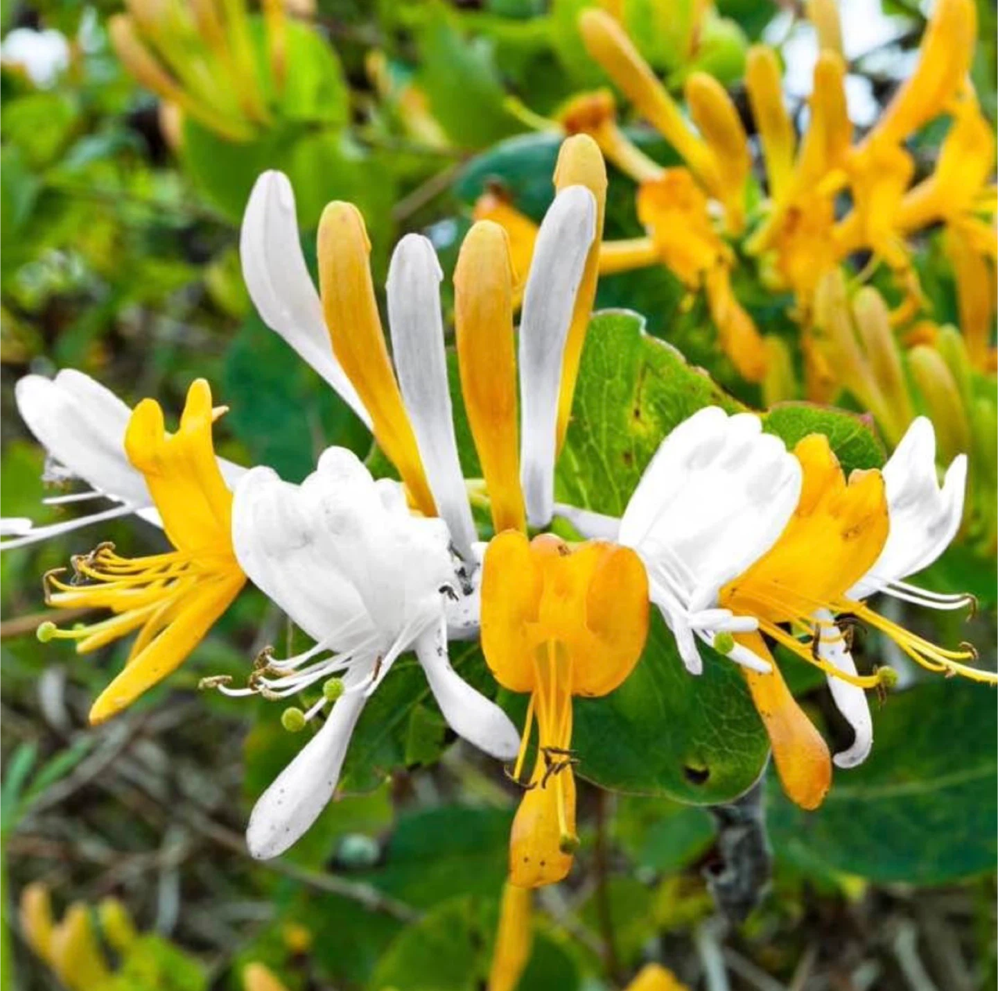 Japanese Honeysuckle Plant 🤍💛
