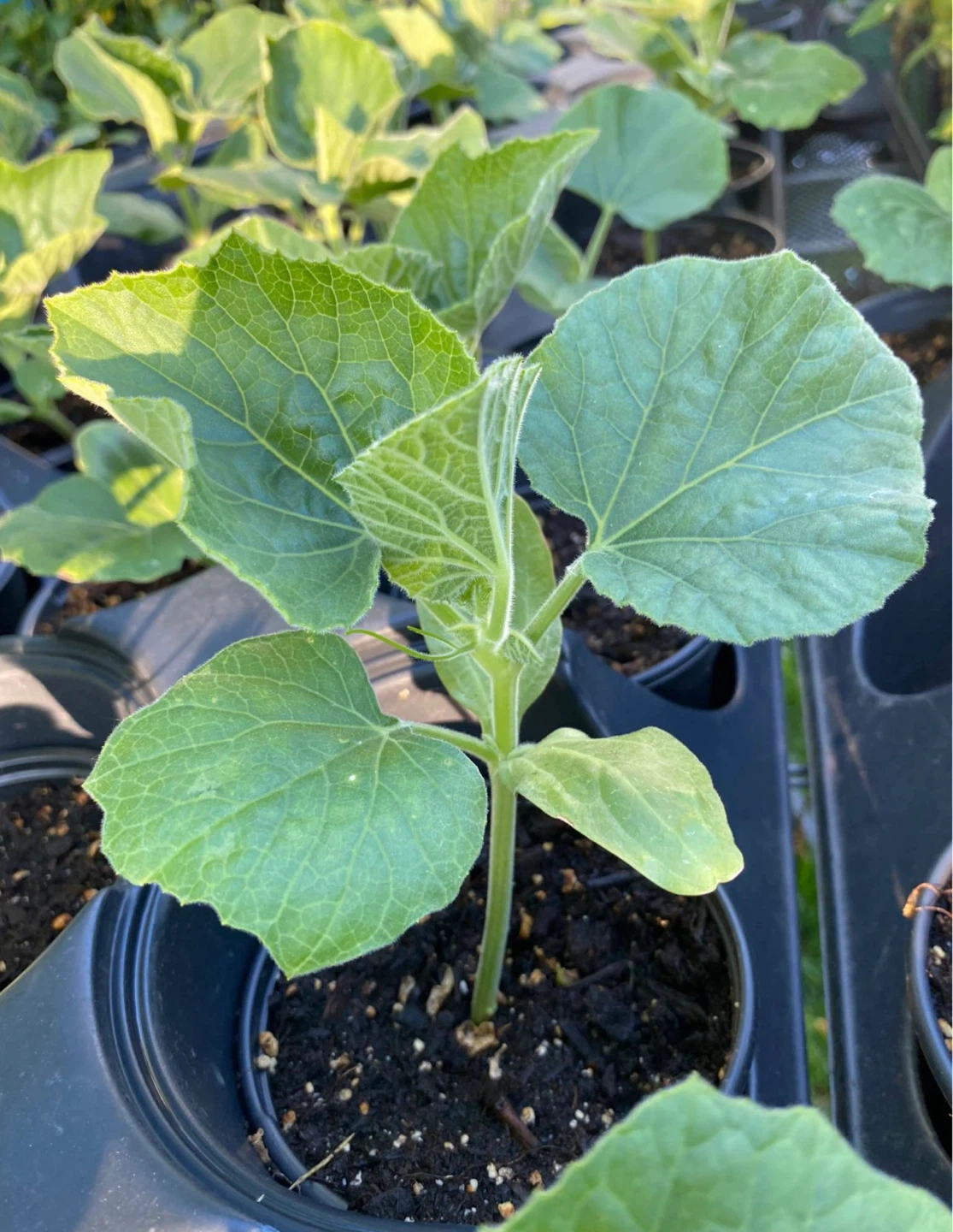 Bottle Gourd Plants 🌱 Loki -Opo Squash plants - photo 3