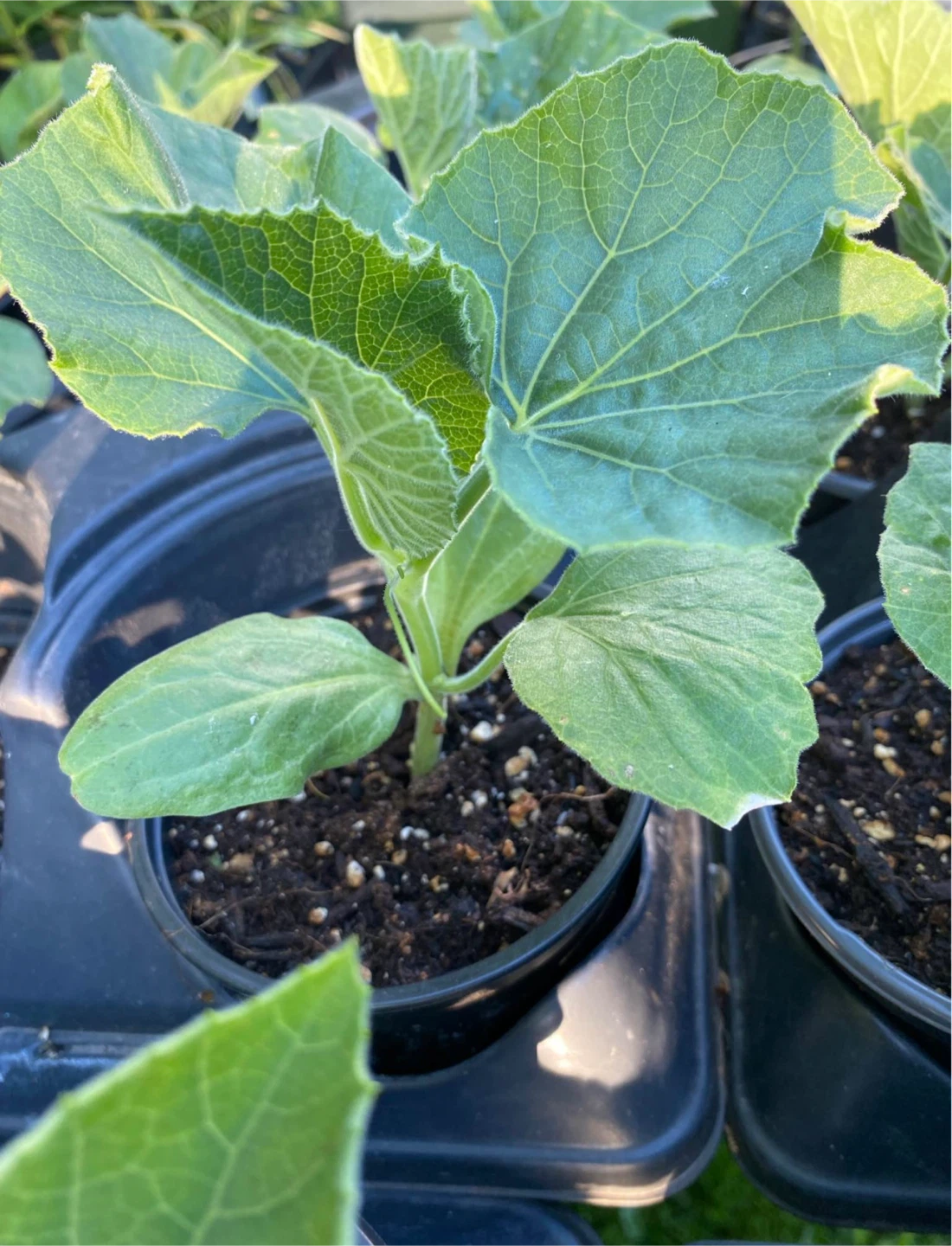 Bottle Gourd Plants 🌱 Loki -Opo Squash plants - photo 2