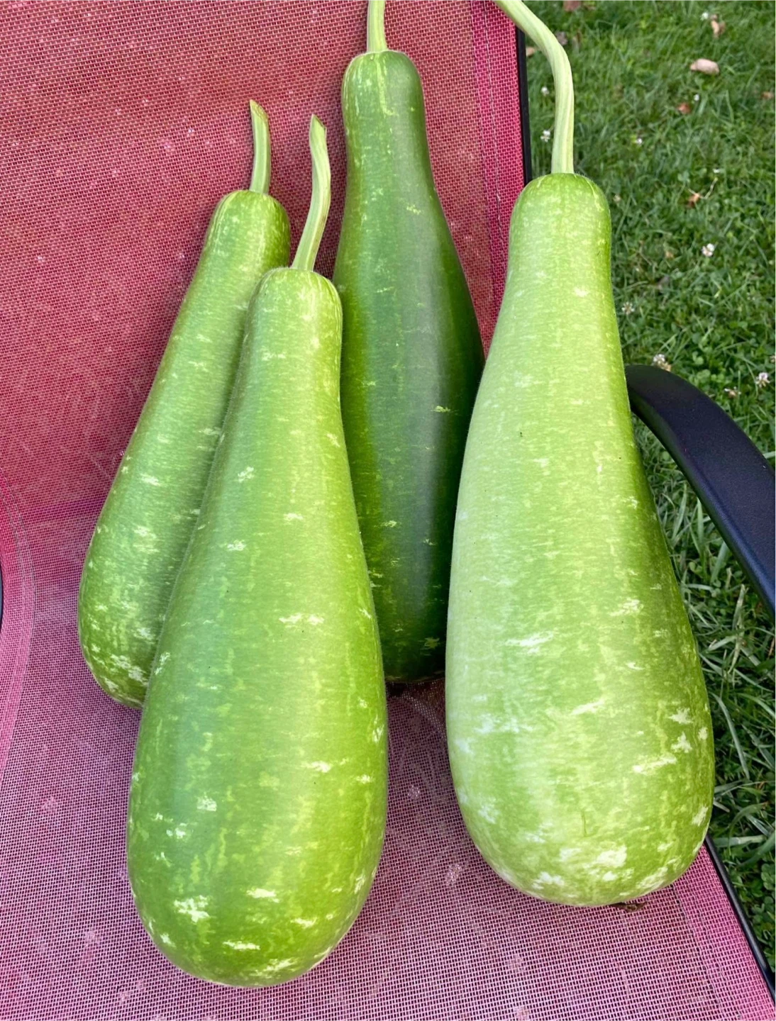 Bottle Gourd Plants 🌱 Loki -Opo Squash plants