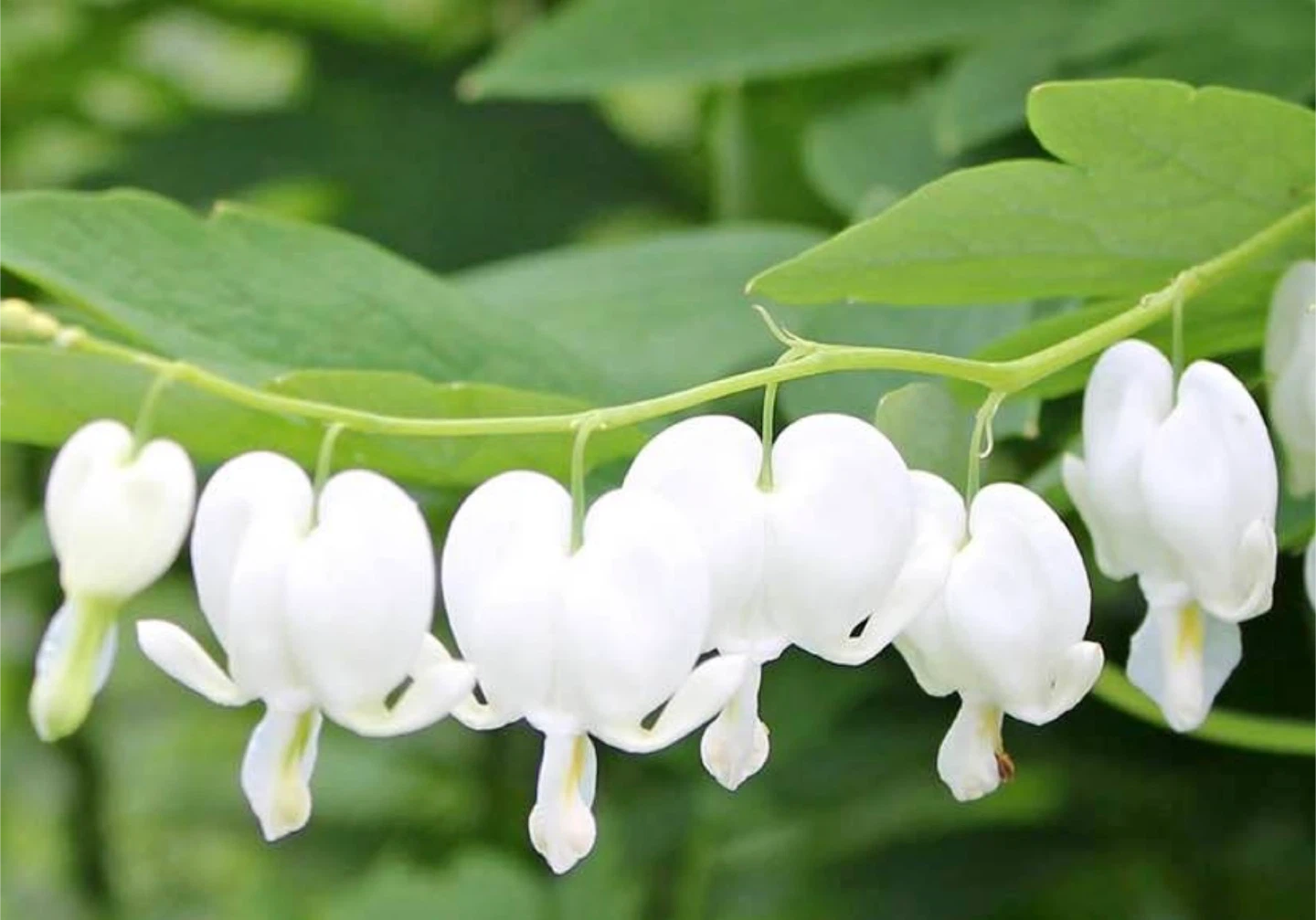 White Bleeding Heart Plant
