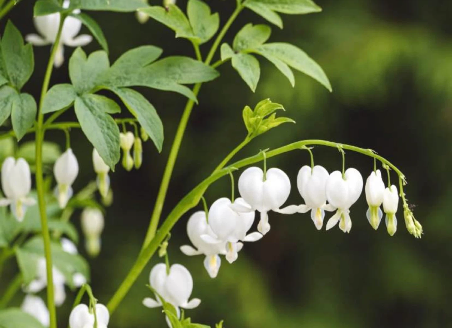 White Bleeding Heart Plant - photo 3