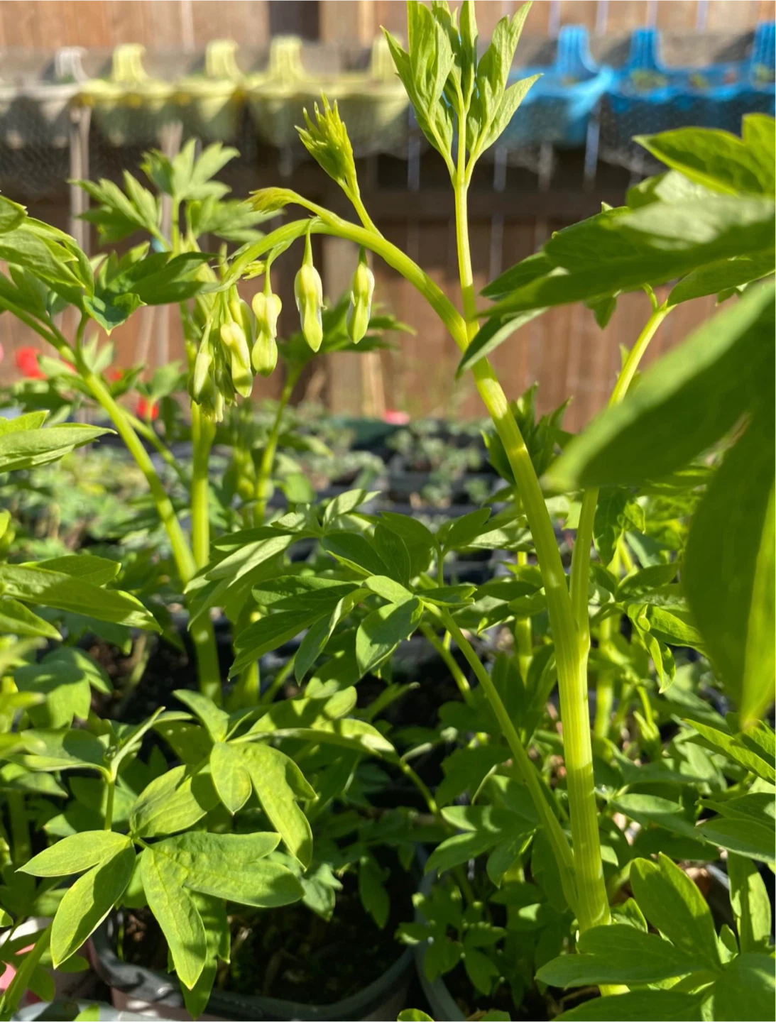 White Bleeding Heart Plant - photo 2