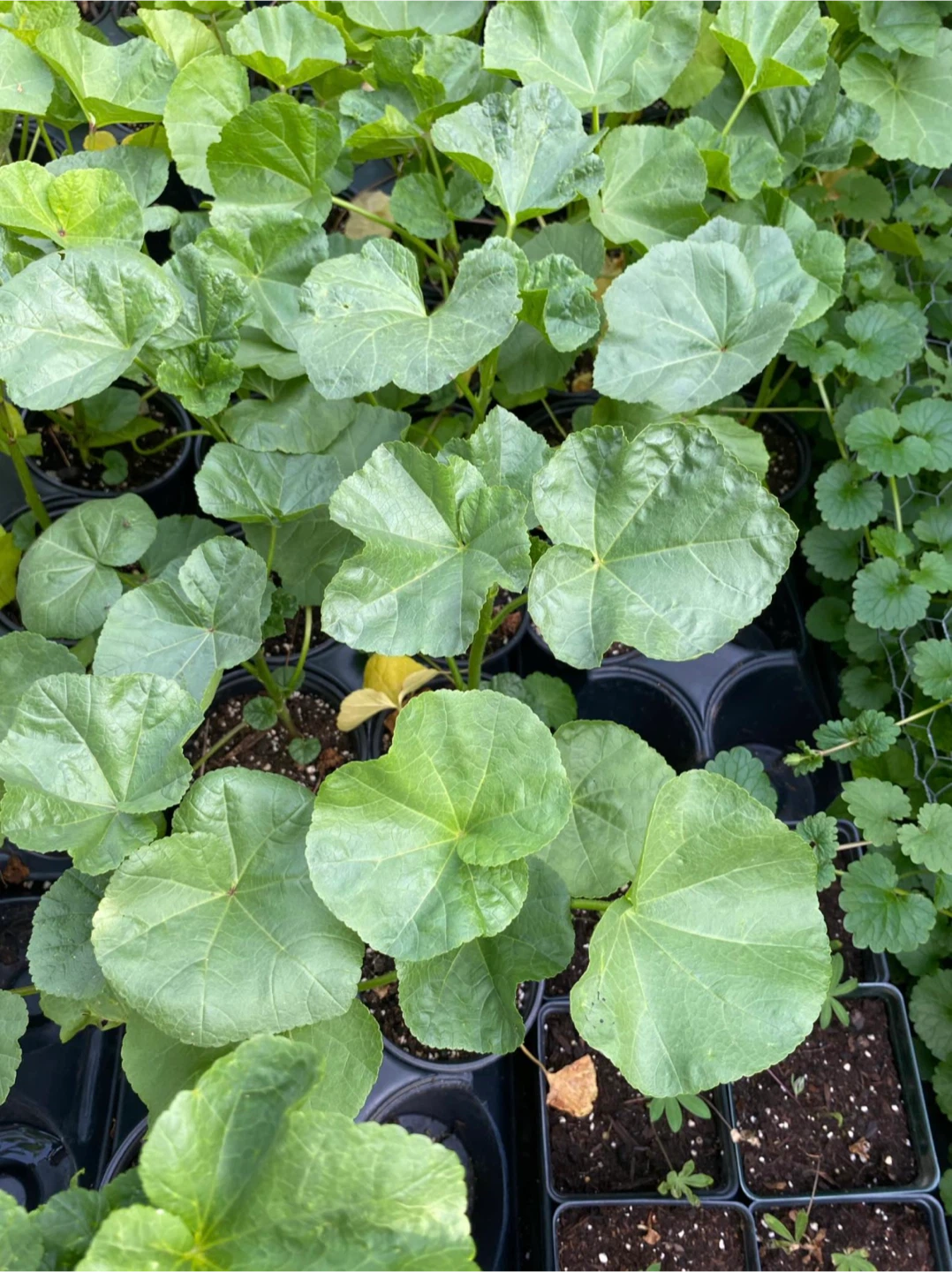 Mixed Colour Lavatera Plants - photo 2