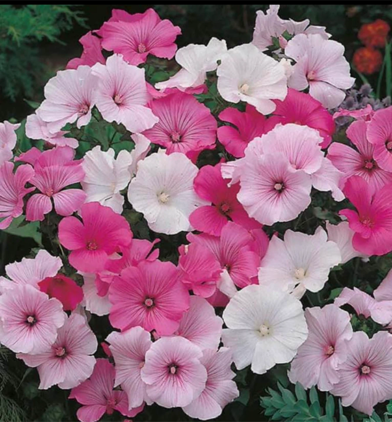 Mixed Colour Lavatera Plants